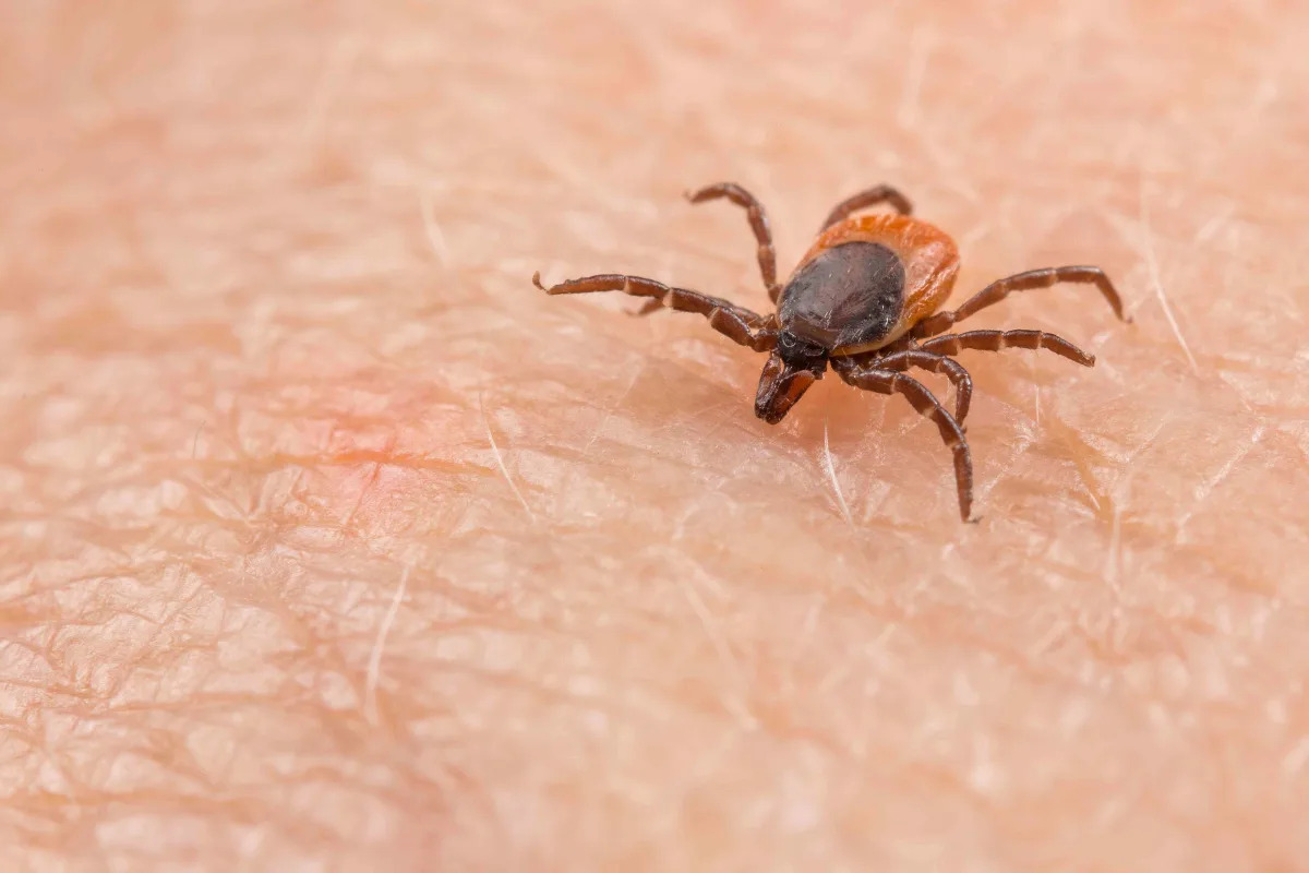Featured image for Emerging Tick-Borne Disease: What You Should Know.