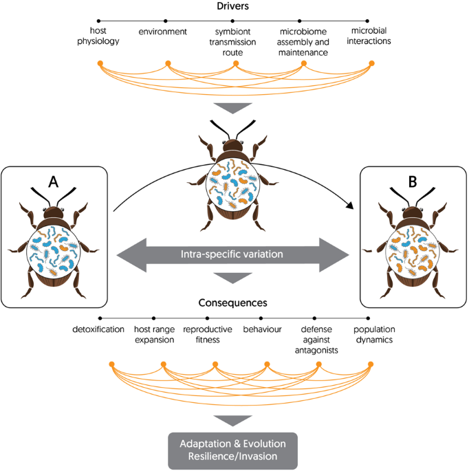 "Insect Microbiome Variation: Shaping Host Phenotype and Evolution"