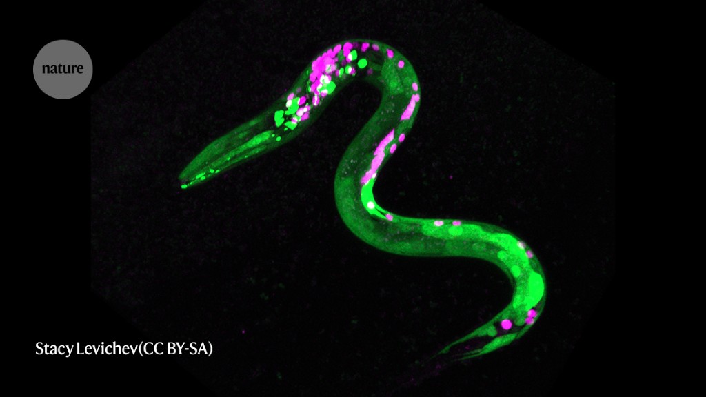 Featured image for Worms get the munchies from cannabis, study shows.