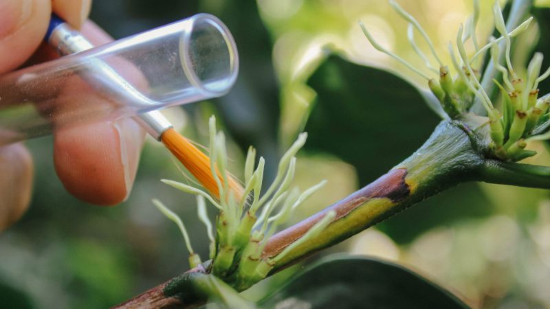 Featured image for Starbucks Takes Action to Save Endangered Coffee