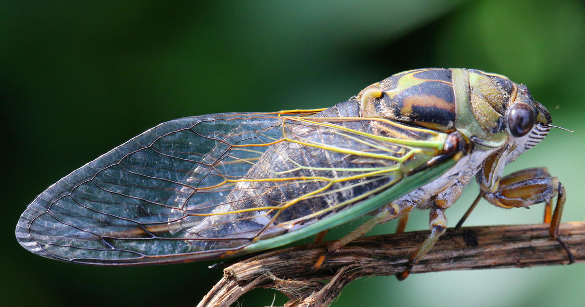 "Trillions of Cicadas to Swarm US for First Time in Centuries"