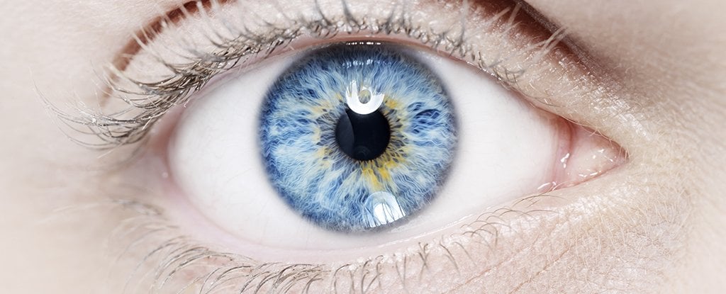 Featured image for Breakthrough Stem Cell Therapy Restores Vision in Corneal Patients