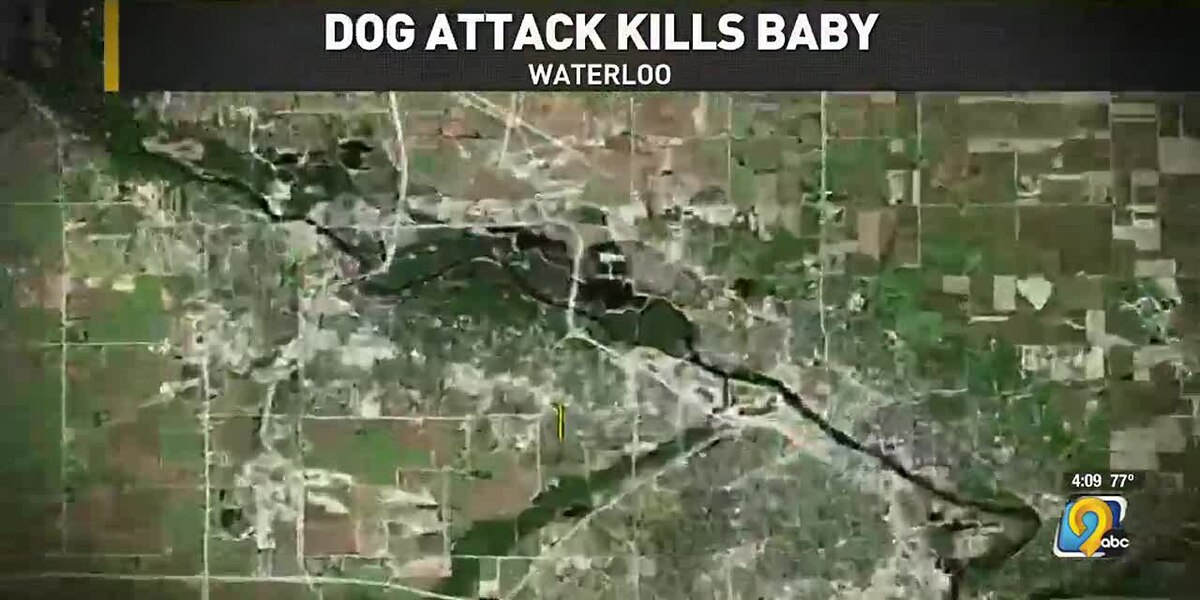 Featured image for Fatal Dog Attack in Waterloo Leaves Infant Dead and Woman Injured