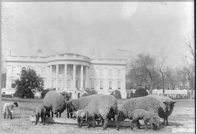 Featured image for "The Eco-Friendly Solution: How Sheep Grazing Revolutionizes Lawn Care"