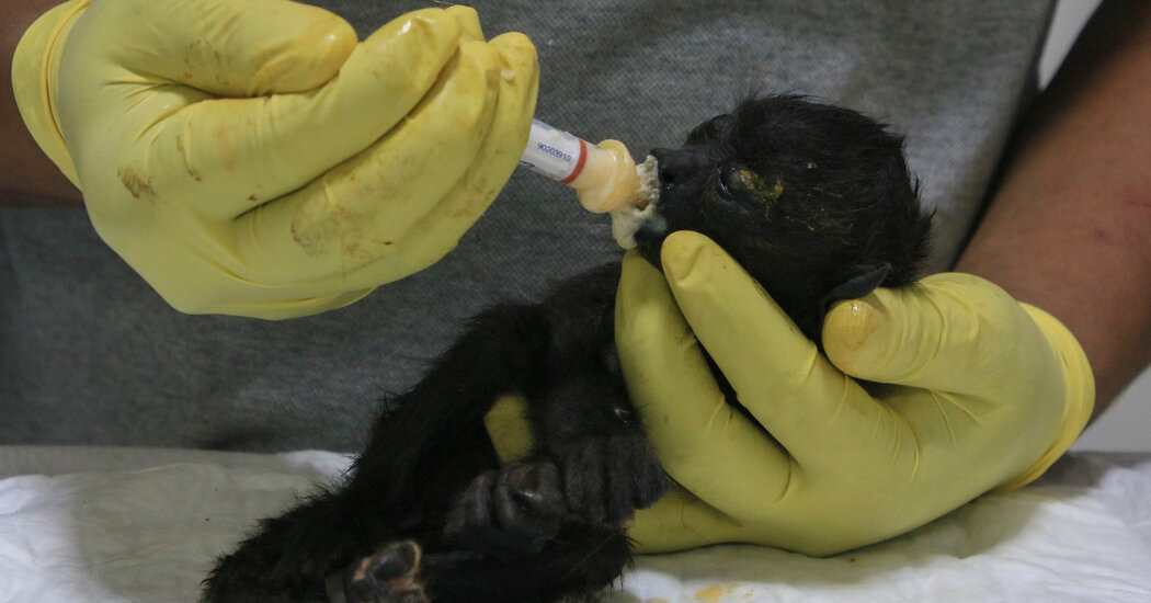 "Heatwave in Mexico Causes Howler Monkeys to Fall Dead from Trees"