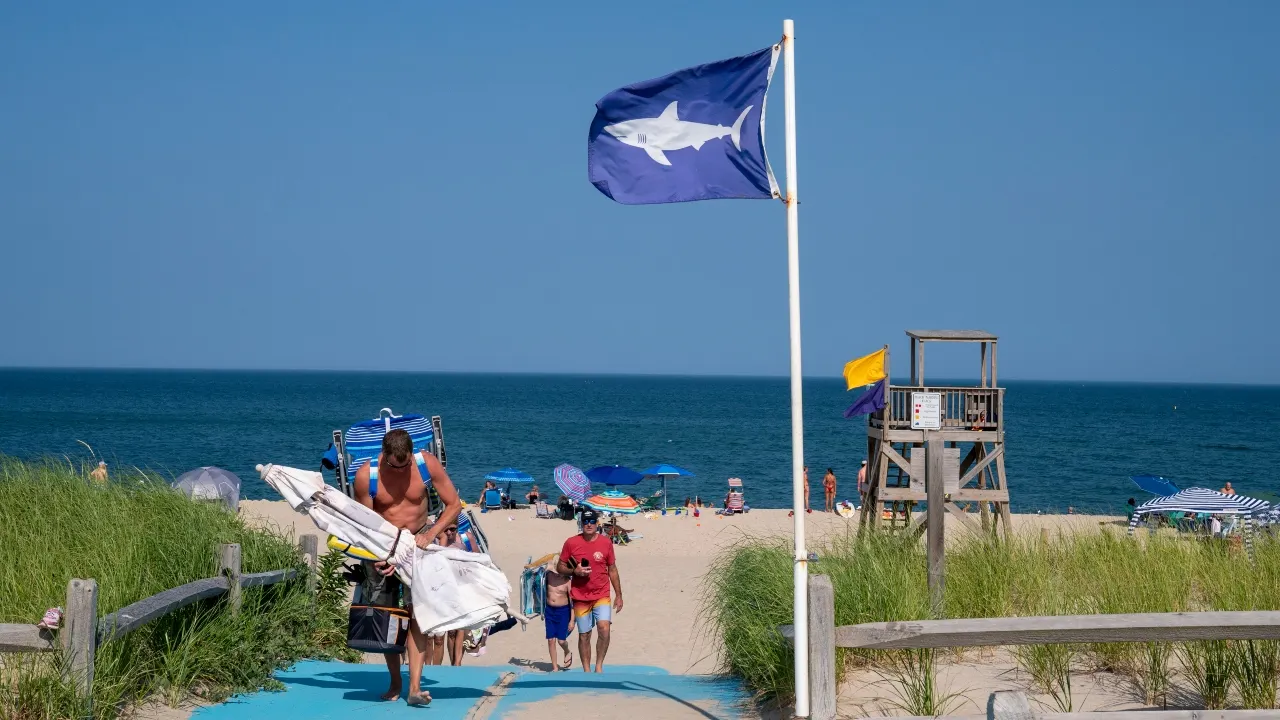 Cape Cod Emerges as Global Hotspot for Growing Great White Shark Population
