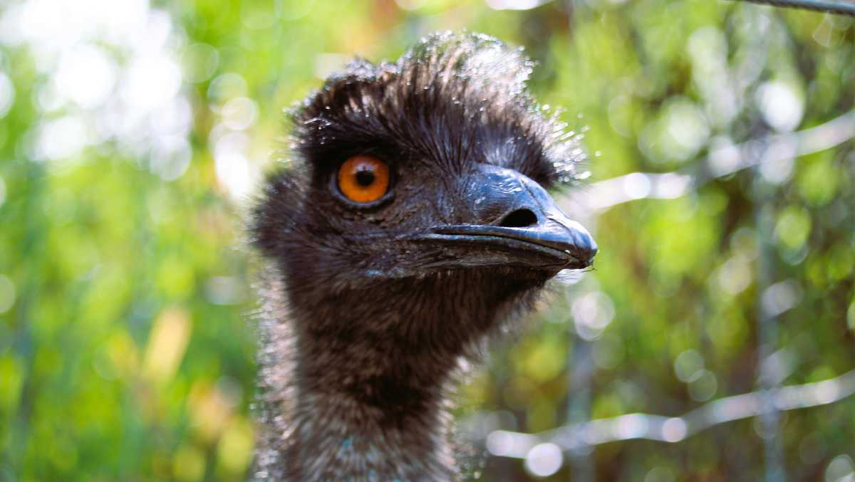Featured image for South Carolina Faces Escaped Animal Frenzy with Emus and Monkeys on the Loose