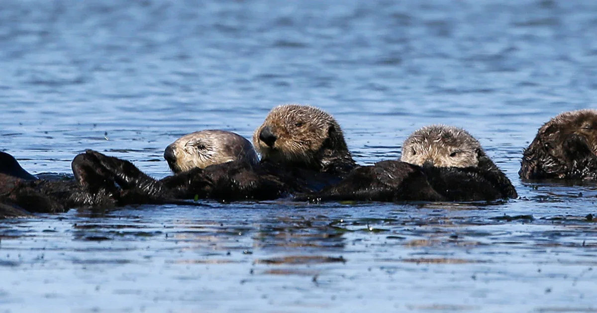 "Deadly Parasite Threatens California Otters and Humans"