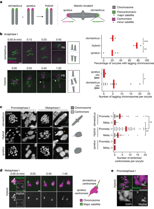 Featured image for The Role of Condensin Dysfunction in Mouse Reproductive Isolation