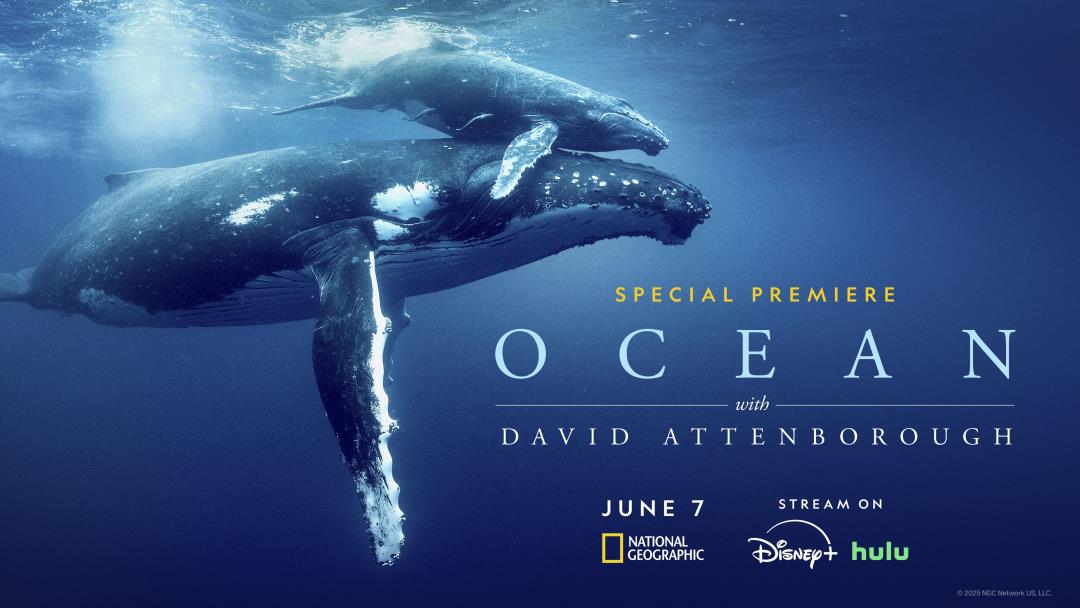 Featured image for Attenborough and Prince William Urge Urgent Action to Save Diminishing Oceans