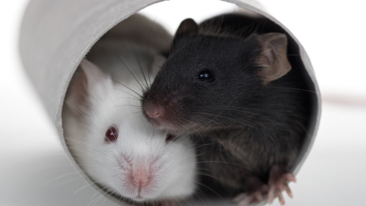 Featured image for Drug Combo Extends Male Mice Lifespan by 73%