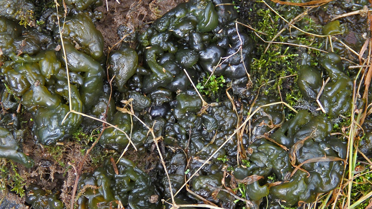 Featured image for How to Identify and Remove Nostoc Commune from Your Yard