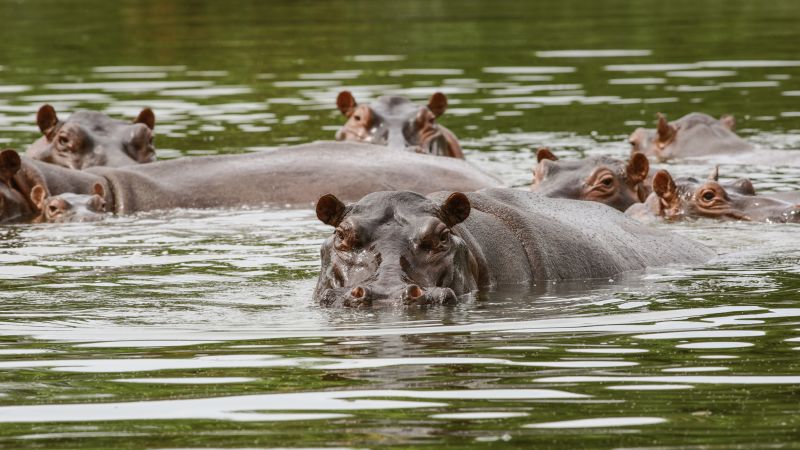 Colombia to spend $3.5 million on relocating Pablo Escobar's 'cocaine hippos'.