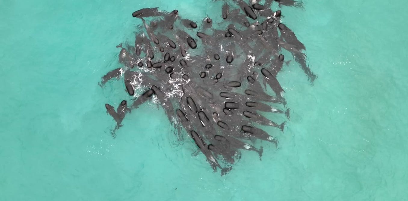 Featured image for Mysterious mass stranding of pilot whales leaves dozens dead in Western Australia