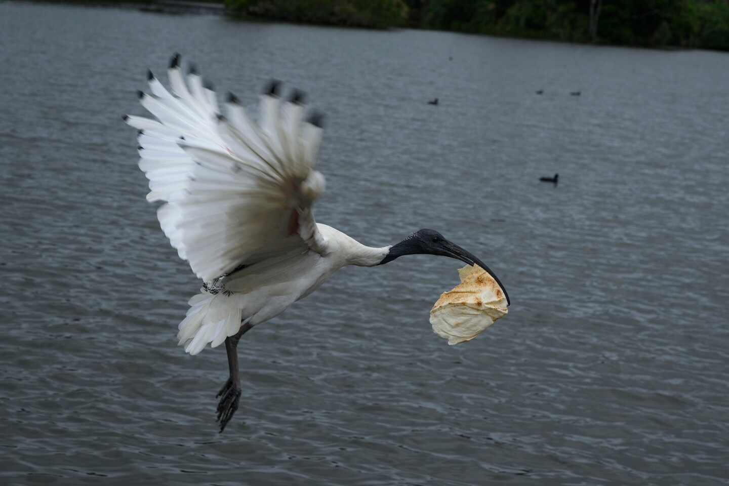 "Sydney's White Ibis Infestation: Dealing with the 'Bin Chicken' Menace"