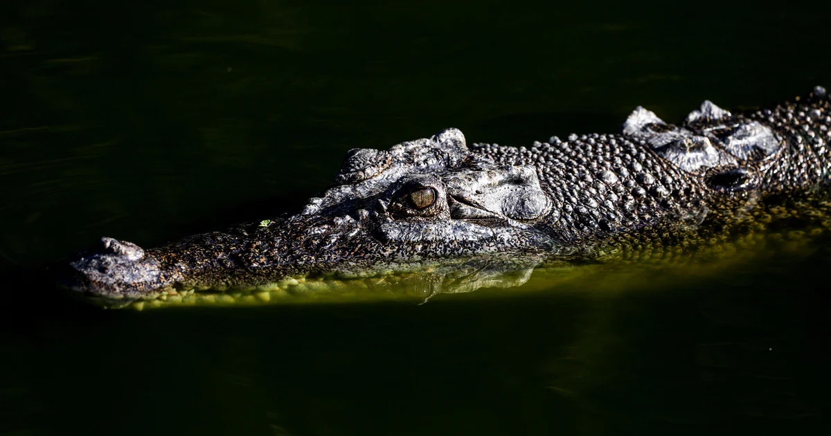 Featured image for US Influencer Under Investigation for Dangerous Crocodile Wrestling Videos in Australia