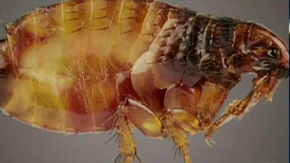 Featured image for LA County Sees Surge in Flea-Borne Typhus Cases