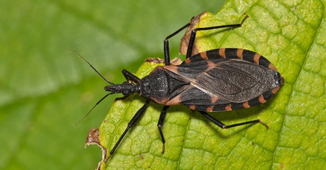 Featured image for Kissing Bug Disease: Symptoms, Risks, and US Spread