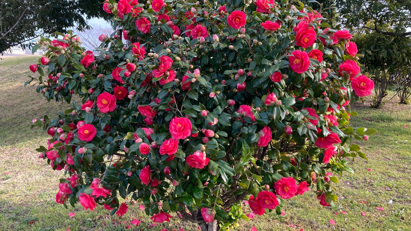 Featured image for Mastering Camellia Pruning Techniques