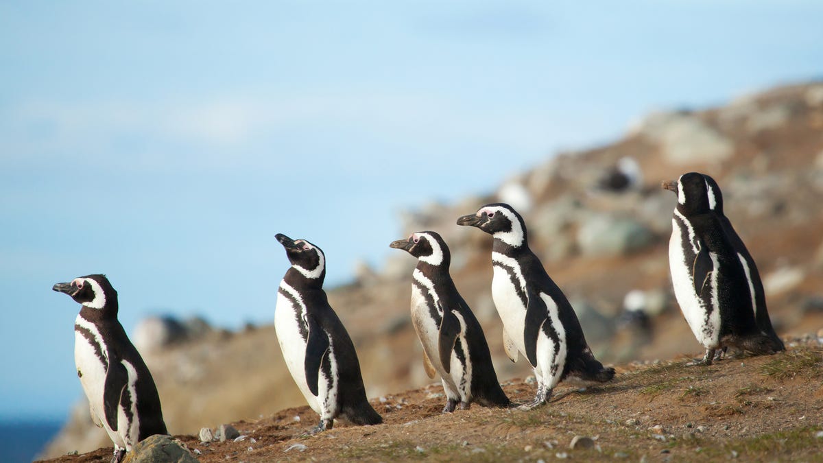 Featured image for "Boost Your Productivity: 5 Essential Linux Apps to Install via Snap"