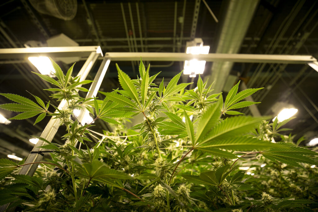 Featured image for Potential Impact of Marijuana Reclassification on Research and Policy