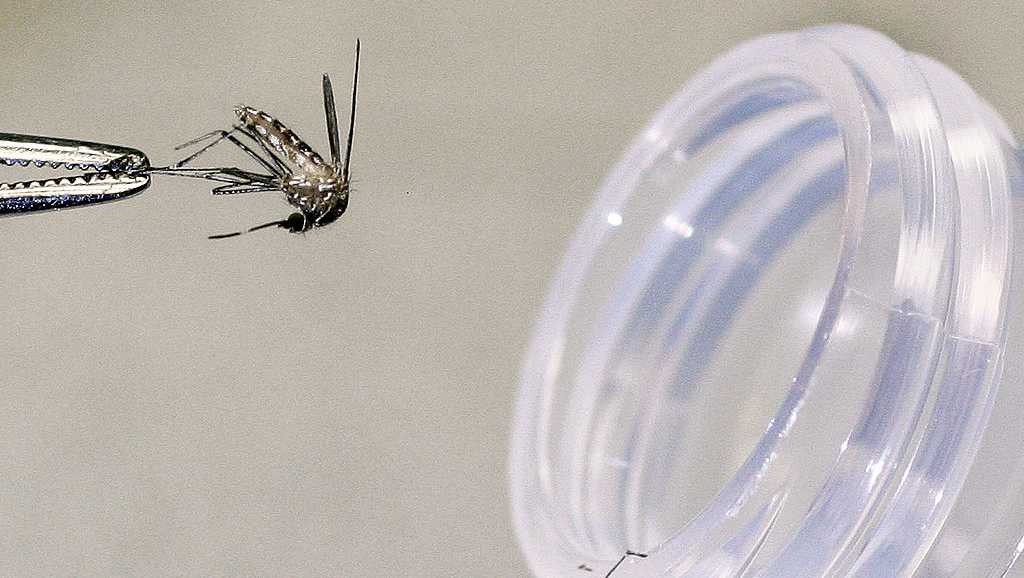 "First 2024 West Nile Case in Sacramento Detected in Dead Bird"