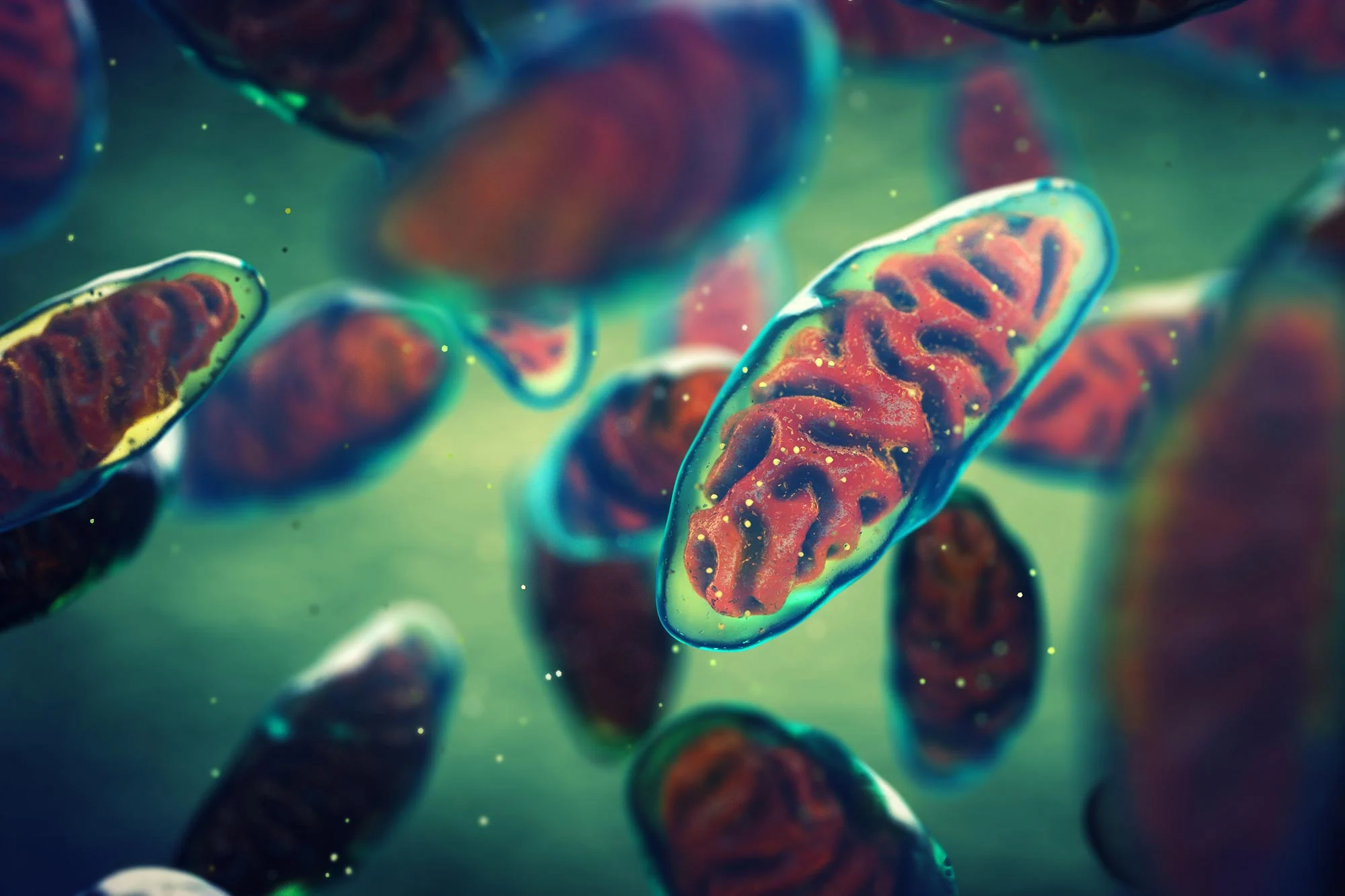 Featured image for Scientists Uncover Long-Standing Cell Biology Mystery