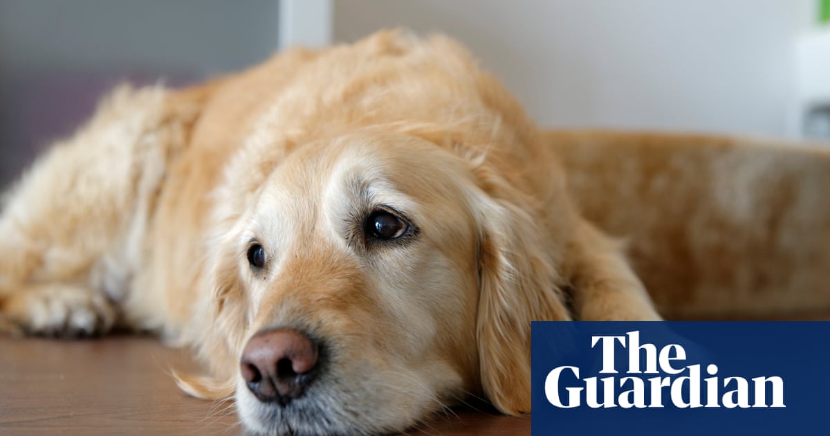 Featured image for Mysterious Dog Respiratory Illness Spreads Across US, Prompting Warnings and Precautions