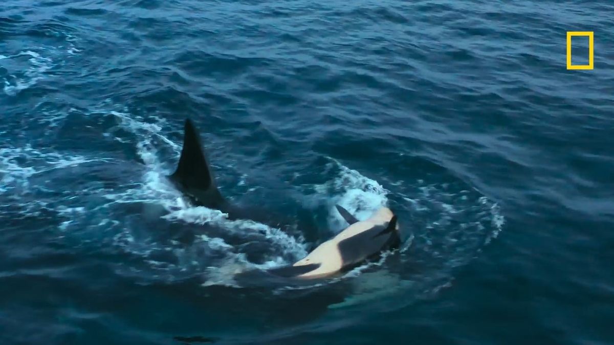 Featured image for "Orca Matriarch and Son Join Forces to Drown Rival Pod's Calf"