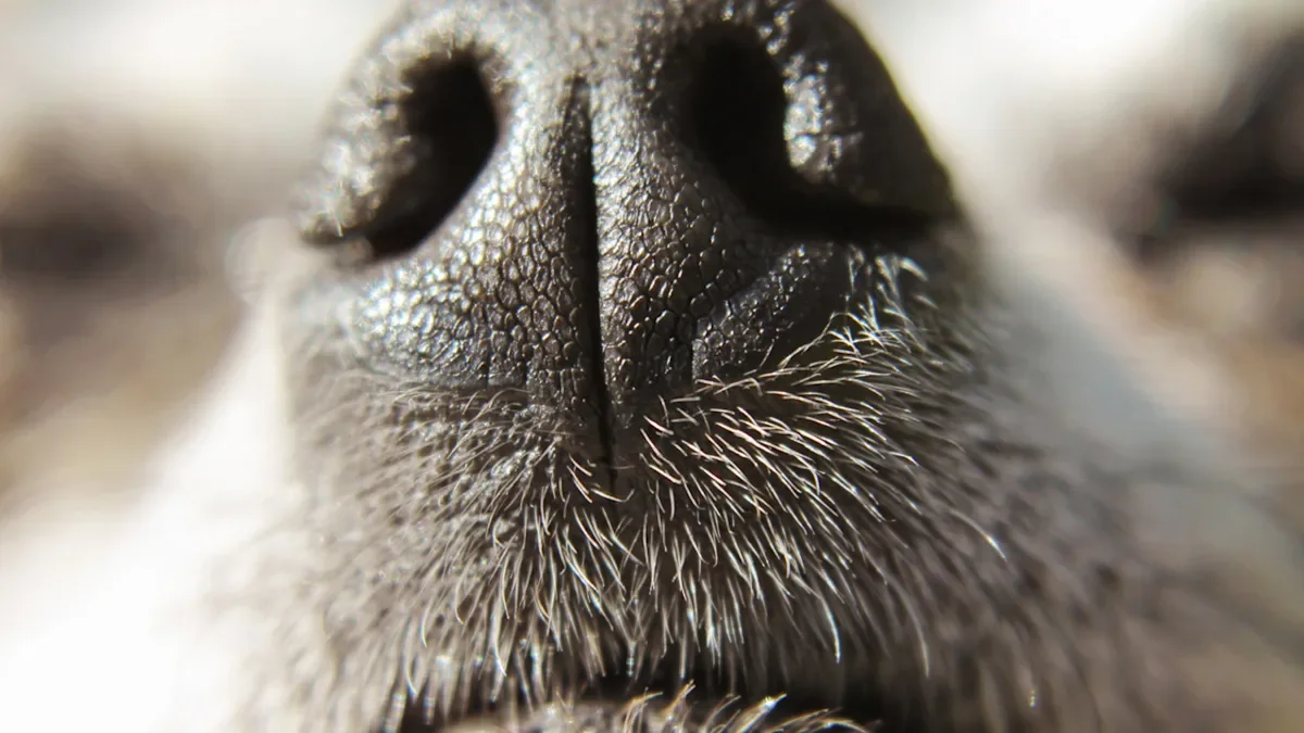 Tiny Pink-Sweater Chihuahua Wins Fans as the World's Cutest Dog