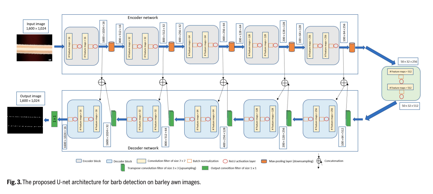 "Introducing BarbNet: Revolutionizing Microscopic Awn Analysis with Deep Learning"