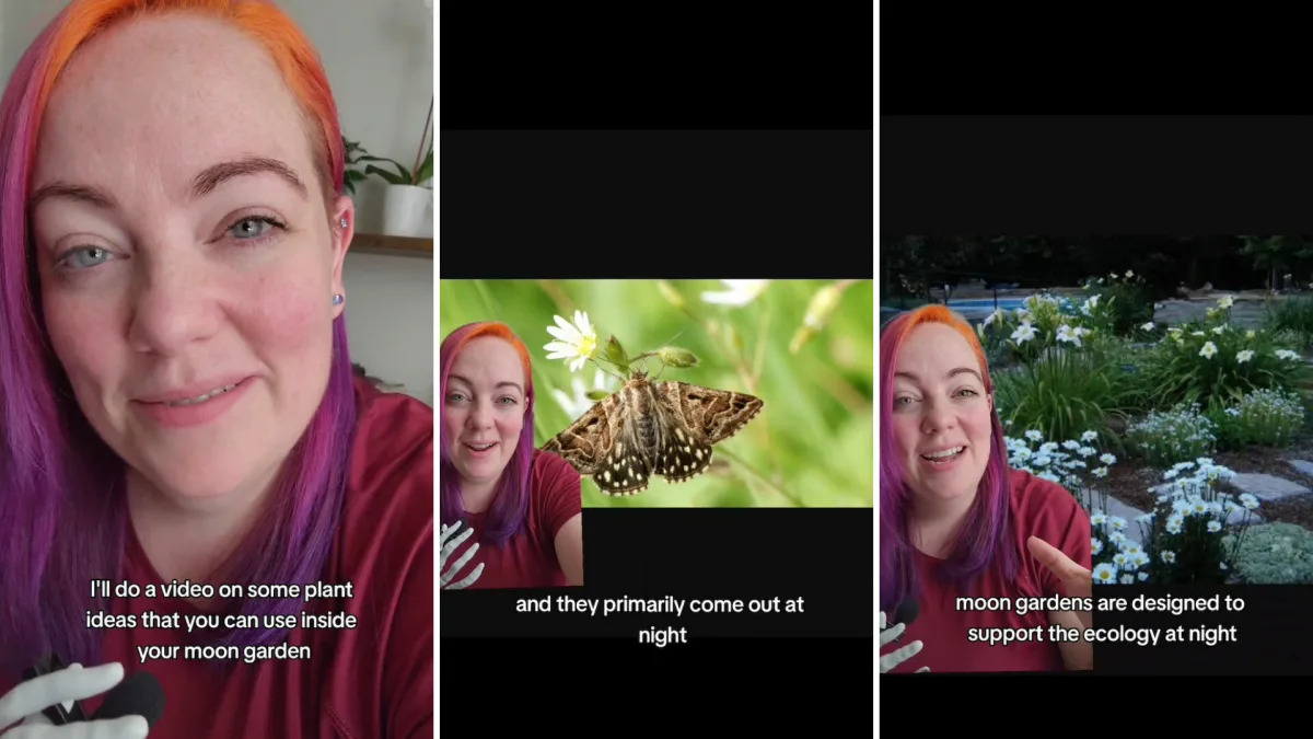 Featured image for Unveiling the Enigmatic 'Moon Garden': A Gardener's Insight into its Nocturnal Wonders