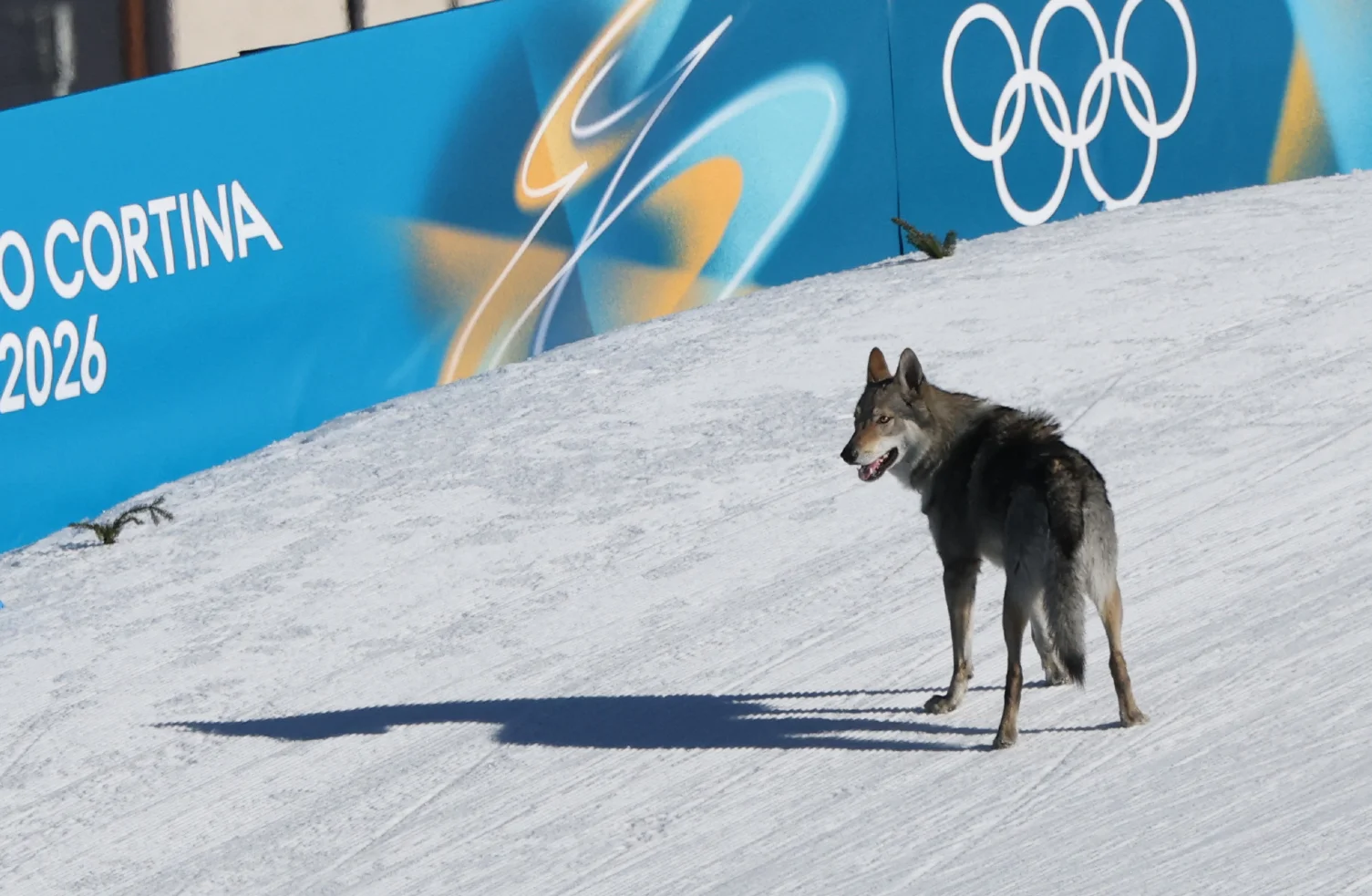 Nazgul the Wolfdog Steals the Spotlight at Olympic Qualifier