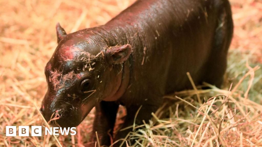 Featured image for Meet Haggis: Edinburgh Zoo's Adorable New Pygmy Hippo Calf