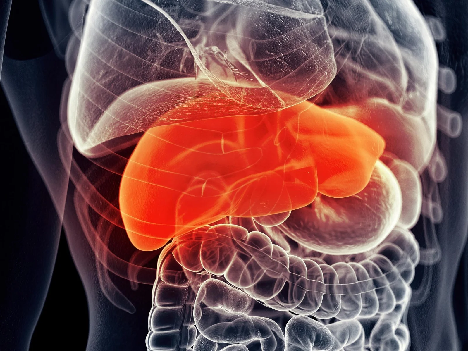 Protein-lean diet slows liver cancer in diseased livers, mouse study suggests