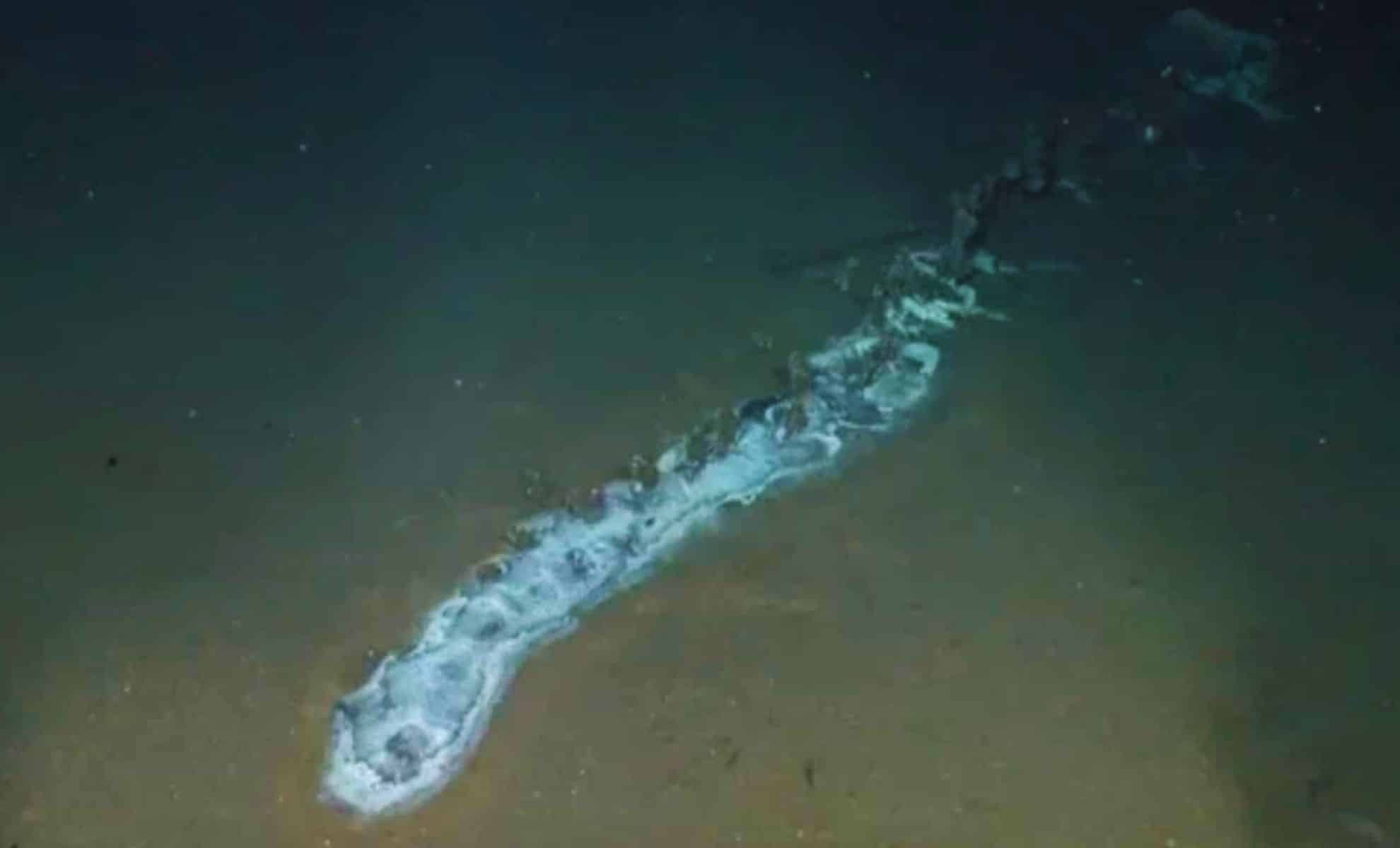 Featured image for Researchers Discover Hidden Ecosystem Around Ocean's Giant Creature