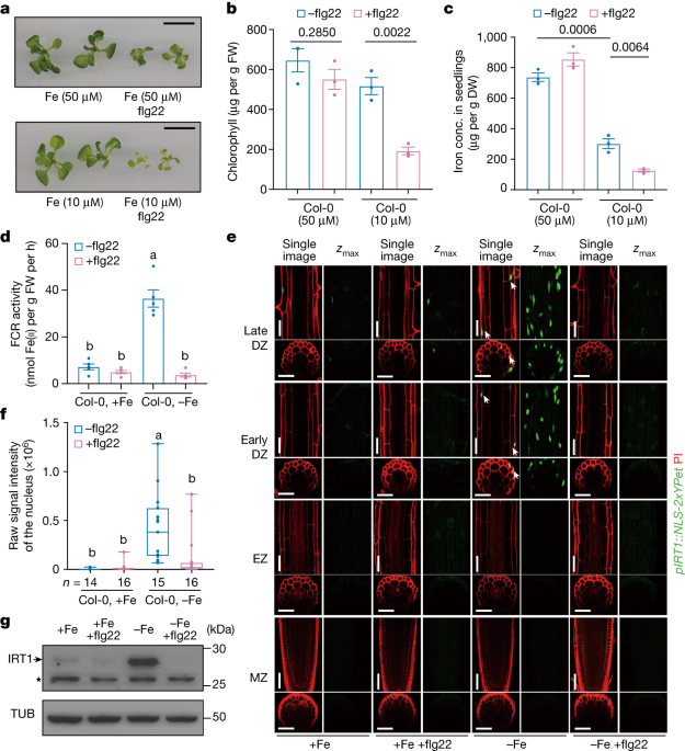 Featured image for "Balancing Growth and Defense: Spatial Regulation of Root Iron Acquisition in Plants"
