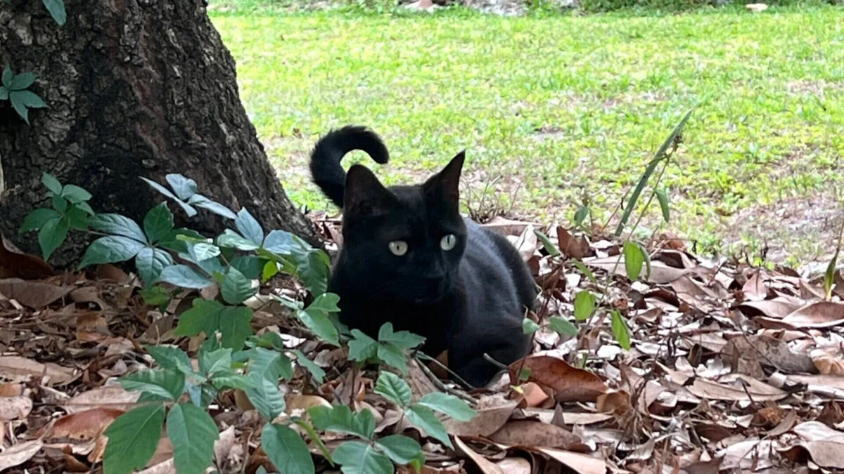 Featured image for Florida Cat Pepper Repeats Viral Discovery, Scientists Take Notice