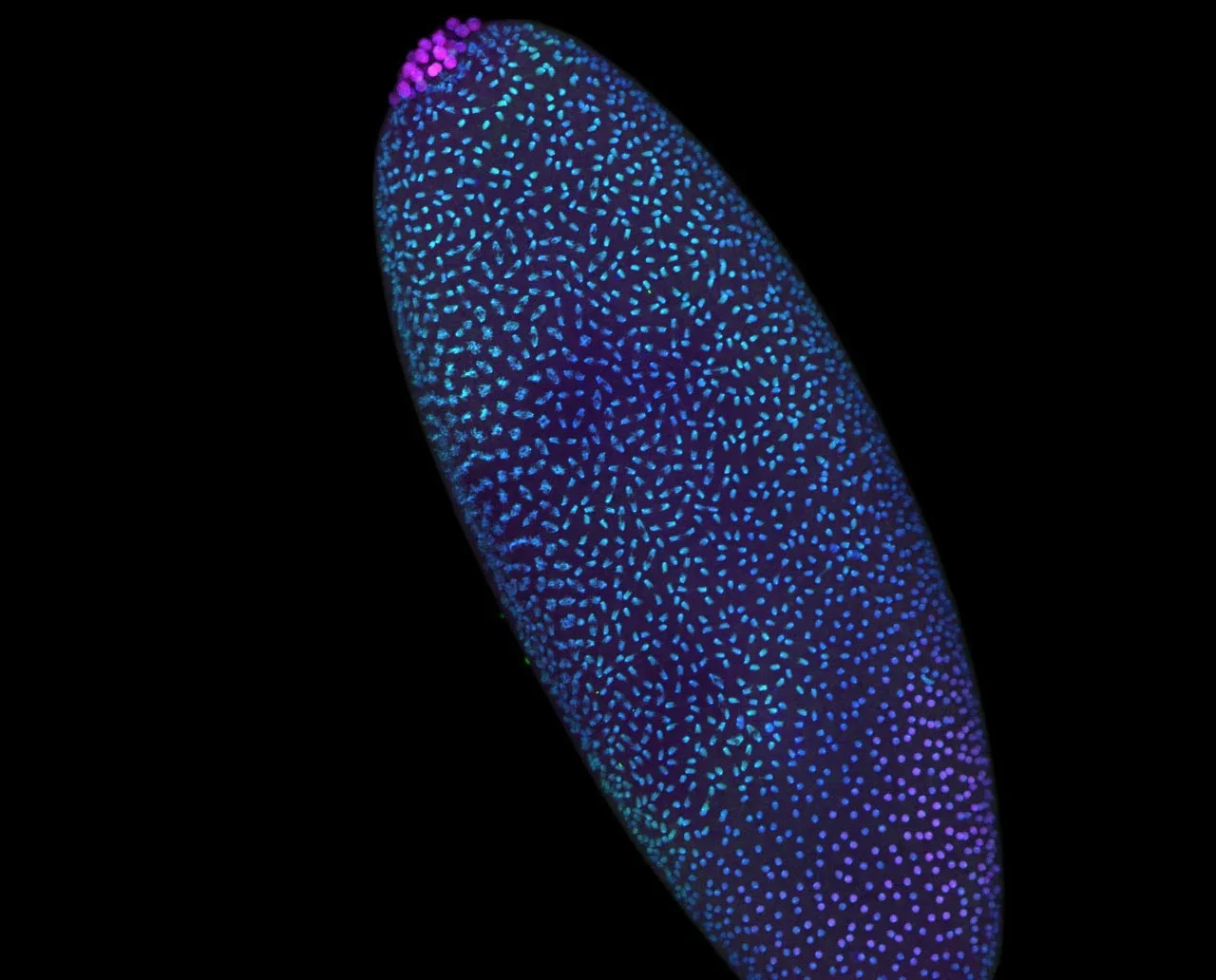 Early Embryos Build a 3D Genome Scaffold Before Gene Activation