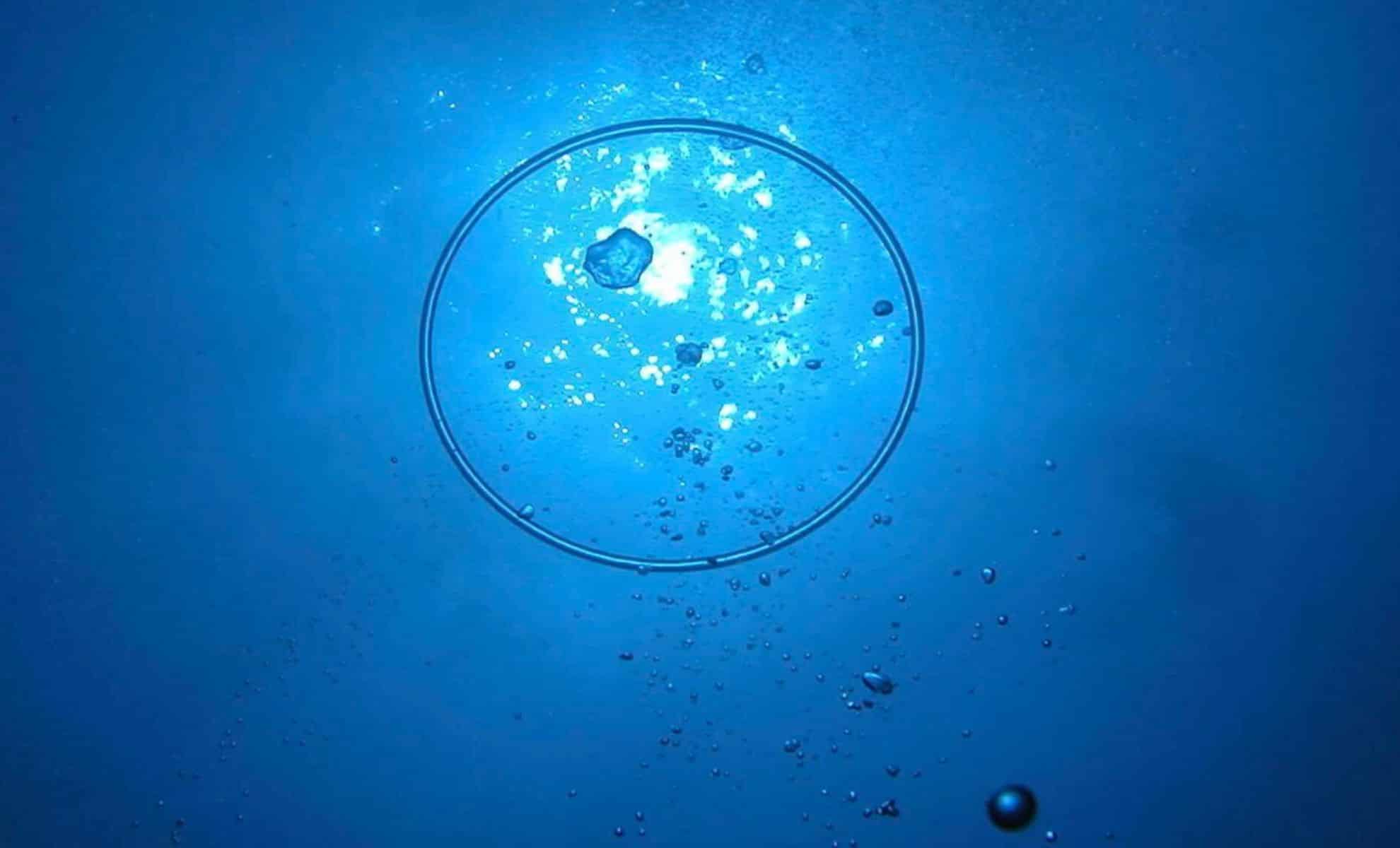 Featured image for Scientists Find Evidence of Possible Non-Human Communication in Oceanic Whales