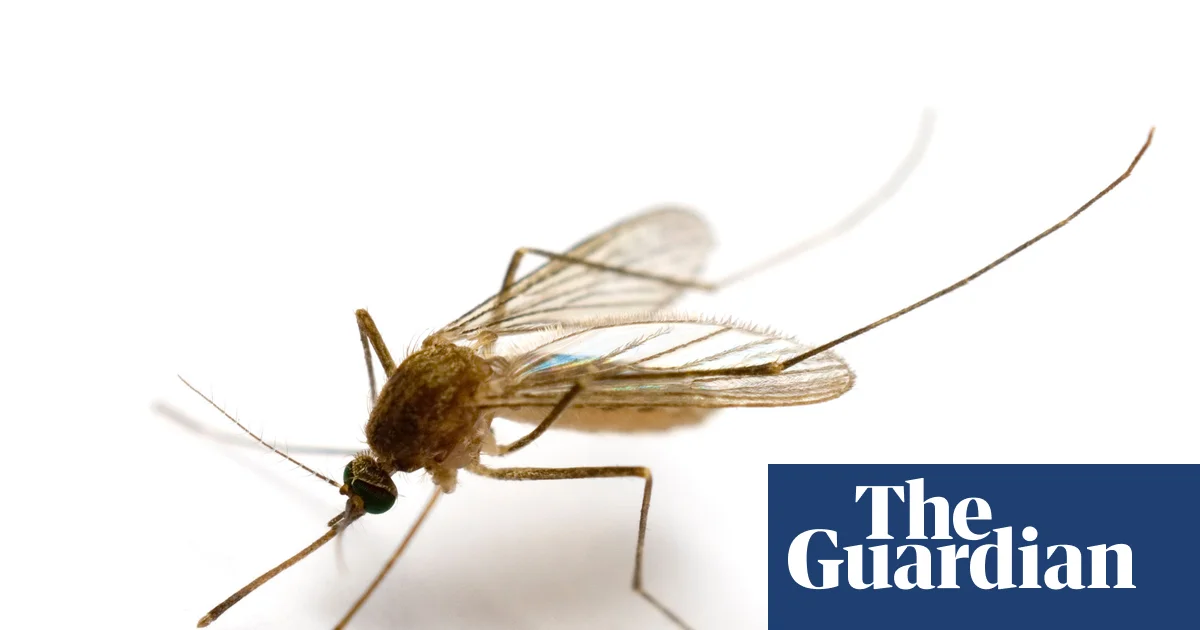 Featured image for First Mosquitoes Detected in Iceland Amid Climate Change
