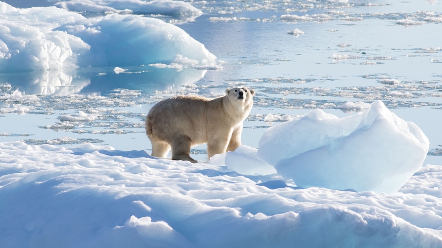 Unprecedented Polar Ice Loss Accelerates Sea Level Rise.
