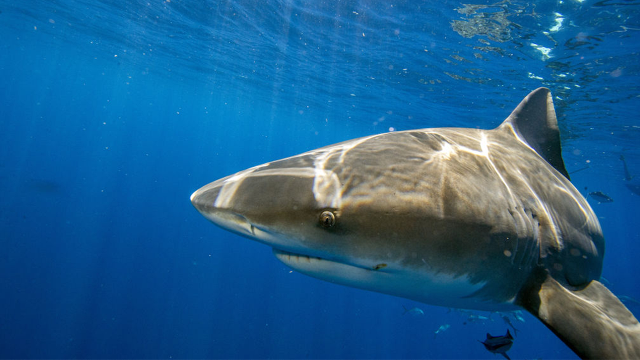 Featured image for 13-year-old girl fights off bull shark attack in Florida waters.