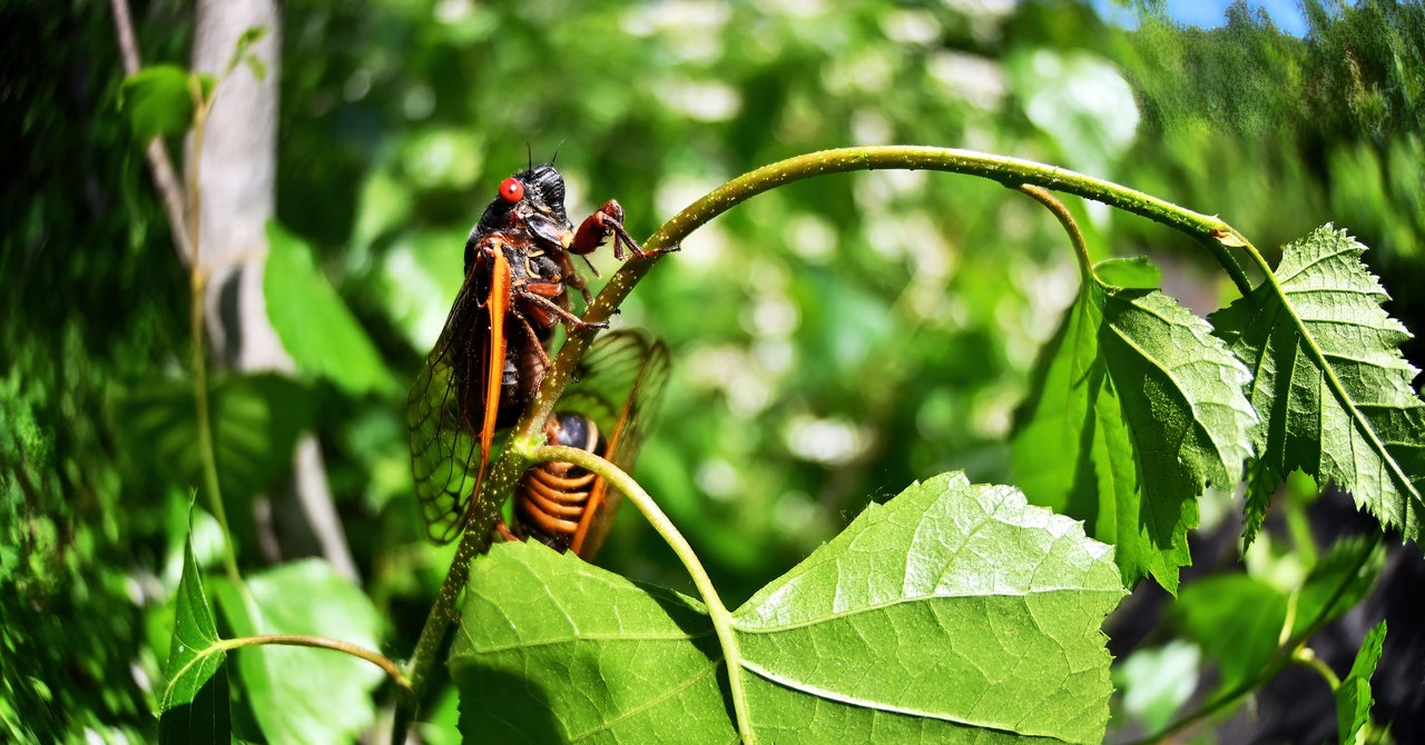 Featured image for Cicadas' Droning Din Detected by Fiber Optic Cables
