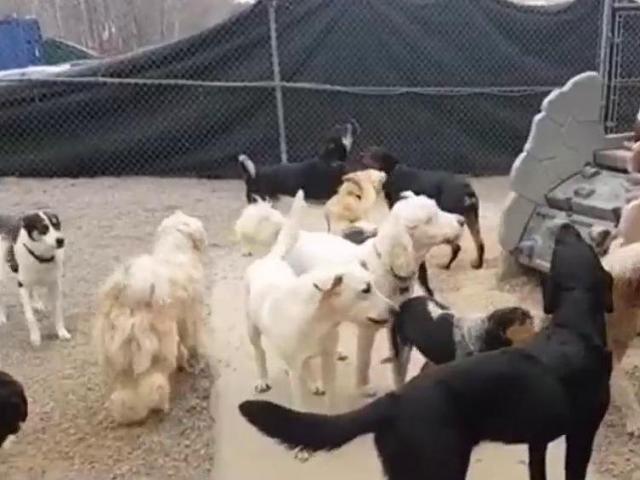 Featured image for Mysterious Respiratory Illness Affecting Dogs Across the US Raises Concerns