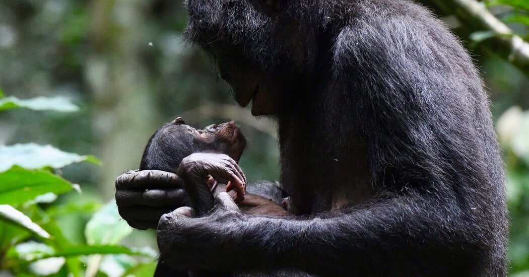 Featured image for Did Baby Babbling Spark Human Language?