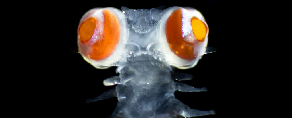 "Unraveling the Mystery of the Mediterranean Marine Worm's Giant Eyes"