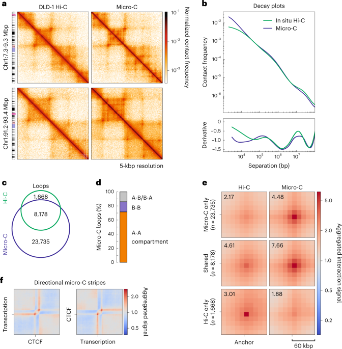 RNAPII required for enhancer-promoter contact formation and loop extrusion antagonism.