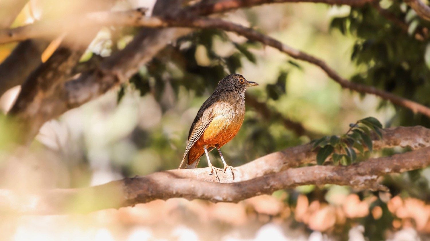 Pope Calls for Prayer and Action to Protect Creation from Exploitation