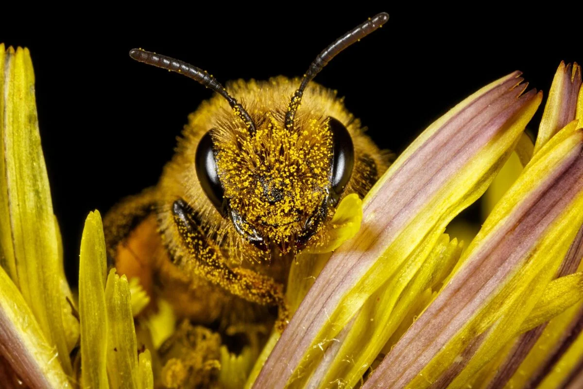 The Truth About Honey and Allergies